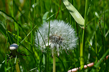 Pusteblume